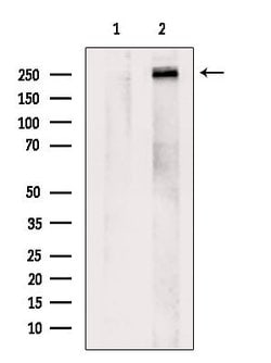 Invitrogen CELSR2 Polyclonal Antibody 100 &mu;L; Unconjugated:Antibodies,
