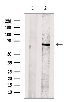 Invitrogen CENPB Polyclonal Antibody 100 &mu;L; Unconjugated:Antibodies,