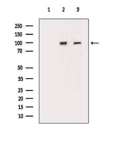 Invitrogen CHD1L Polyclonal Antibody 100 &mu;L; Unconjugated:Antibodies,