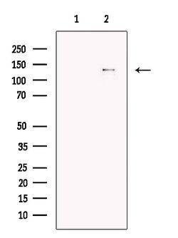 Invitrogen CHL1 Polyclonal Antibody 100 &mu;L; Unconjugated:Antibodies,