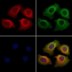 Invitrogen CHRM4 Polyclonal Antibody 100 &mu;L; Unconjugated:Antibodies,