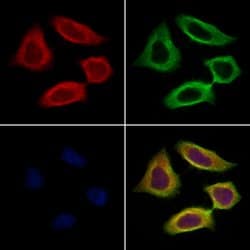 Chromogranin C Polyclonal Antibody