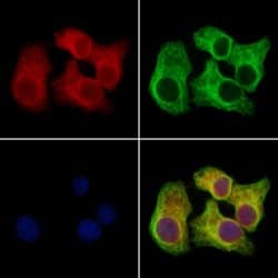 Invitrogen Clathrin Heavy Chain Polyclonal Antibody 100 &mu;L; Unconjugated:Antibodies,