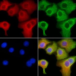 Invitrogen CLIC4 Polyclonal Antibody 100 &mu;L; Unconjugated:Antibodies,