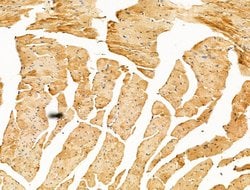 Invitrogen CLPB Polyclonal Antibody 100 &mu;L | Buy Online | Invitrogen&trade; | Fisher Scientific