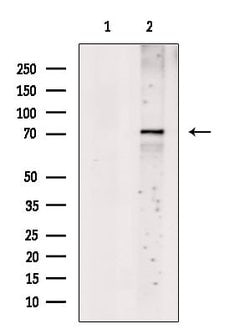 Invitrogen CLPB Polyclonal Antibody 100 &mu;L | Buy Online | Invitrogen&trade; | Fisher Scientific