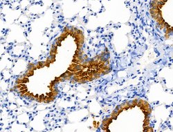 Invitrogen Cofilin 1/2 Polyclonal Antibody 100 &mu;L | Buy Online | Invitrogen&trade; | Fisher Scientific