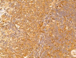 CERT Polyclonal Antibody:Antibodies, Polyclonal