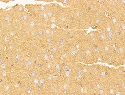 CERT Polyclonal Antibody:Antibodies, Polyclonal