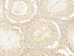 CERT Polyclonal Antibody:Antibodies, Polyclonal