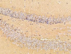 CERT Polyclonal Antibody:Antibodies, Polyclonal