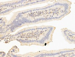 CERT Polyclonal Antibody:Antibodies, Polyclonal