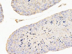 CERT Polyclonal Antibody:Antibodies, Polyclonal