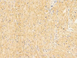 CERT Polyclonal Antibody:Antibodies, Polyclonal