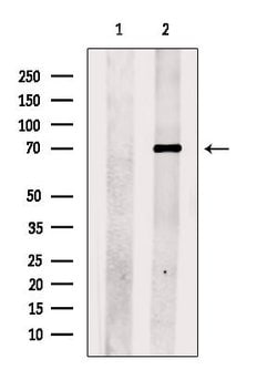 CERT Polyclonal Antibody:Antibodies, Polyclonal
