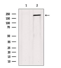 Invitrogen Collagen V Polyclonal Antibody 100 &mu;L; Unconjugated:Anticorps,