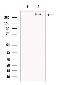 Invitrogen COL6A3 Polyclonal Antibody 100 &mu;L; Unconjugated:Antibodies,