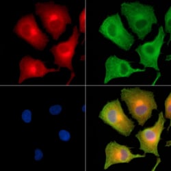 Invitrogen COPG Polyclonal Antibody 100 &mu;L; Unconjugated:Antibodies,