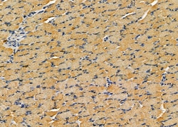 Invitrogen COPG Polyclonal Antibody 100 &mu;L; Unconjugated:Antibodies,