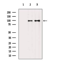 Invitrogen COPG Polyclonal Antibody 100 &mu;L; Unconjugated:Antibodies,