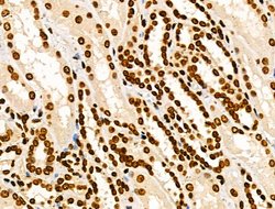 Invitrogen COPS2 Polyclonal Antibody 100 &mu;L | Buy Online | Invitrogen&trade; | Fisher Scientific