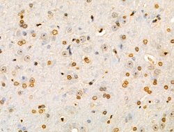 Invitrogen COPS2 Polyclonal Antibody 100 &mu;L | Buy Online | Invitrogen&trade; | Fisher Scientific