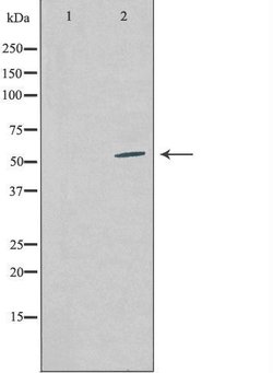 Invitrogen COPS2 Polyclonal Antibody 100 &mu;L | Buy Online | Invitrogen&trade; | Fisher Scientific