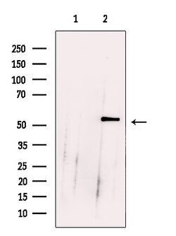 Invitrogen RCOR1 Polyclonal Antibody 100 &mu;L; Unconjugated:Antibodies,