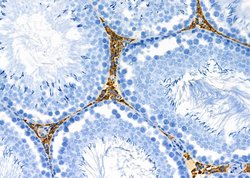 Invitrogen COX10 Polyclonal Antibody 100 &mu;L; Unconjugated:Antibodies,