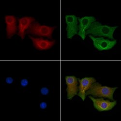 Invitrogen CPEB4 Polyclonal Antibody 100 &mu;L; Unconjugated:Antibodies,