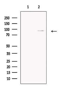 Invitrogen CPEB4 Polyclonal Antibody 100 &mu;L; Unconjugated:Antibodies,