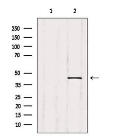 Invitrogen Crk Polyclonal Antibody 100 &mu;L; Unconjugated:Antibodies,