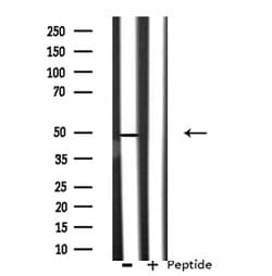 Invitrogen CSTF1 Polyclonal Antibody 100 &mu;L; Unconjugated:Antibodies