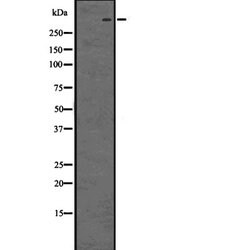 Invitrogen CUBN Polyclonal Antibody 100 &mu;L; Unconjugated:Antibodies,