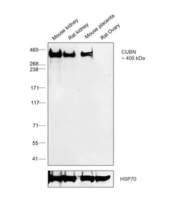 Invitrogen CUBN Polyclonal Antibody 100 &mu;L; Unconjugated:Antibodies,