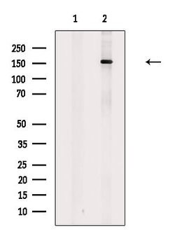 Invitrogen CUX1 Polyclonal Antibody 100 &mu;L; Unconjugated:Antibodies,
