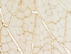 Invitrogen CXCL16 Polyclonal Antibody 100 &mu;L | Buy Online | Invitrogen&trade; | Fisher Scientific