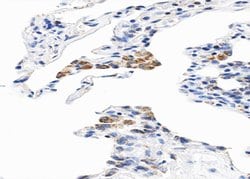 Invitrogen Cytochrome B5 Polyclonal Antibody 100 &mu;L; Unconjugated:Antibodies,