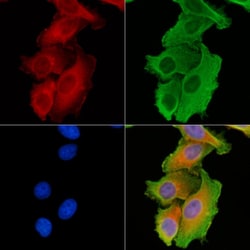 Invitrogen COX6A1 Polyclonal Antibody 100 &mu;L; Unconjugated:Antibodies,