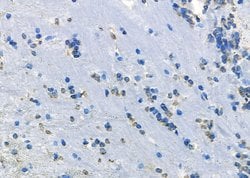 Invitrogen CYP46A1 Polyclonal Antibody 100 &mu;L; Unconjugated:Antibodies,