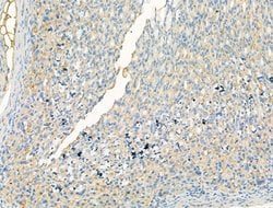 Invitrogen DYNC1I1 Polyclonal Antibody 100 &mu;L; Unconjugated:Antibodies,