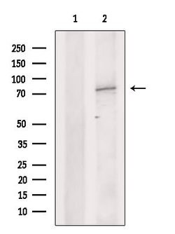 Invitrogen DYNC1I1 Polyclonal Antibody 100 &mu;L; Unconjugated:Antibodies,