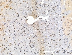 Invitrogen DAGLA Polyclonal Antibody 100 &mu;L; Unconjugated:Antibodies,