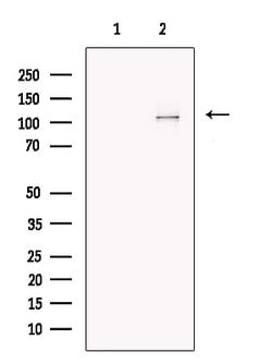 Invitrogen DAGLA Polyclonal Antibody 100 &mu;L; Unconjugated:Antibodies,