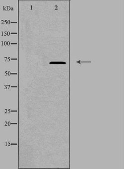 Invitrogen DAXX Polyclonal Antibody 100 &mu;L; Unconjugated:Antibodies,