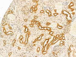 Invitrogen DBT Polyclonal Antibody 100 &mu;L | Buy Online | Invitrogen&trade; | Fisher Scientific