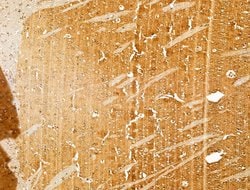 Invitrogen DBT Polyclonal Antibody 100 &mu;L | Buy Online | Invitrogen&trade; | Fisher Scientific