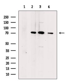 Invitrogen DCP2 Polyclonal Antibody 100 μL; Unconjugated:Antibodies,