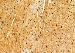 Invitrogen DDB1 Polyclonal Antibody 100 &mu;L; Unconjugated:Antibodies,