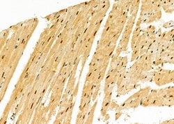 Invitrogen DDB1 Polyclonal Antibody 100 &mu;L; Unconjugated:Antibodies,